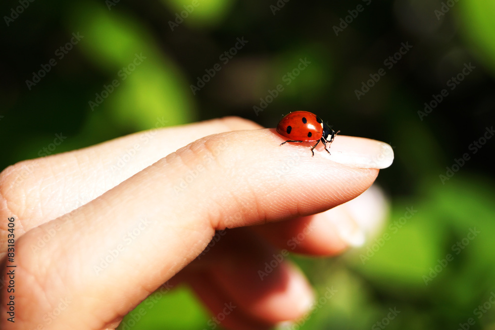 Naklejka premium ladybug on the hand