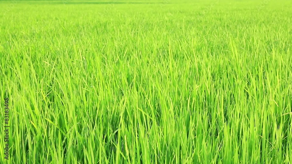 rice field before produce grains blowing by the wind with audio rice field before produce grains blowing by the wind with audio