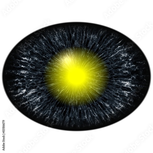 Fototapeta Naklejka Na Ścianę i Meble -  Isolated blue eye, iris around elliptic pupil, yellow retina.