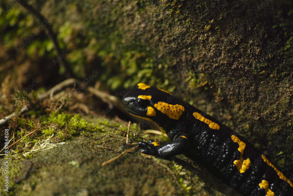Fototapeta premium Feuersalamander