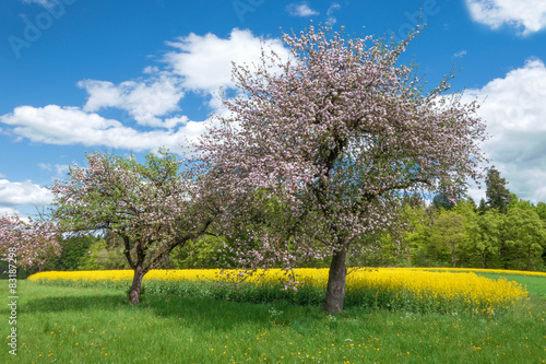 Blühende Apfelbäume vor einem gelben Rapsfeld