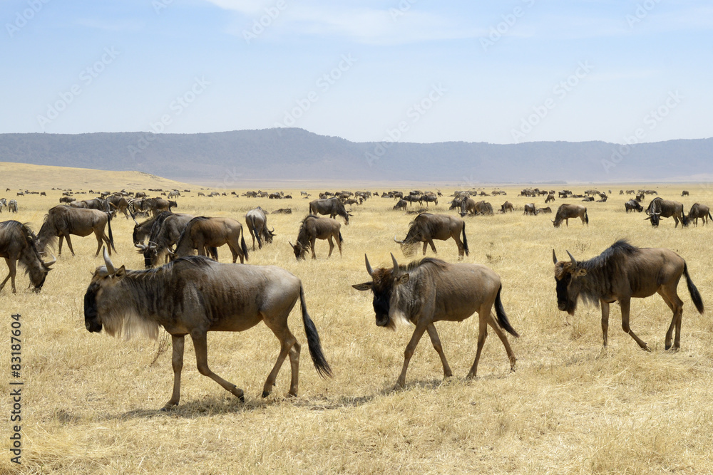 Wildebeest herd walking at the Ngorongoro crater, Tanzania. Wildebeest herd walking at the Ngorongoro crater, Tanzania.