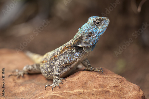 Blue-headed agama lizard on a rock