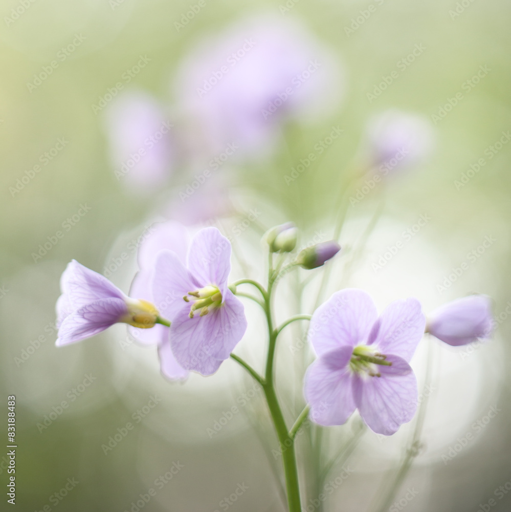 pink wildflower