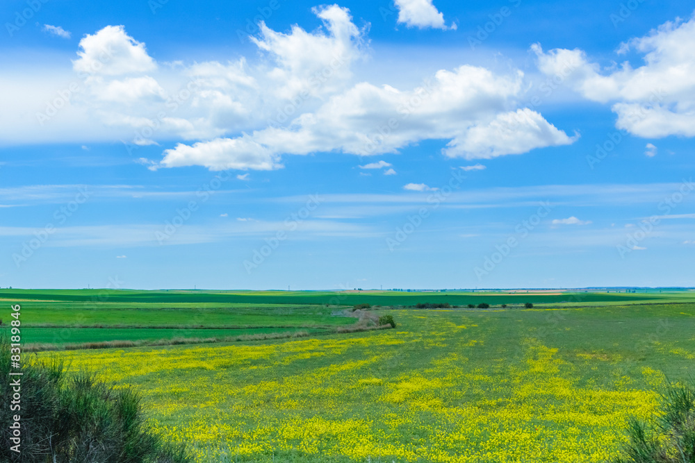 Obraz Green field on a background of blue sky with clouds