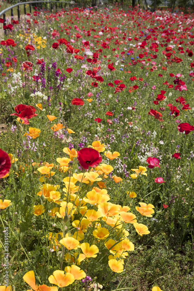 Fototapeta premium 野の花咲き乱れる