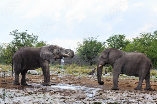 Zwei Afrikanische Elefanten trinken an einer Wasserstelle