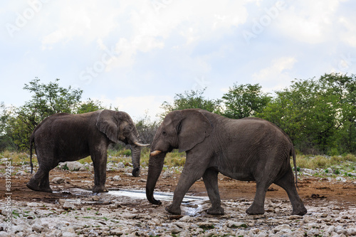 Zwei  Afrikanische Elefanten trinken an einer Wasserstelle