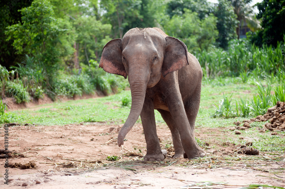Asian elephant baby dance is joyfully.