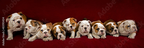 Foto English bulldog puppies