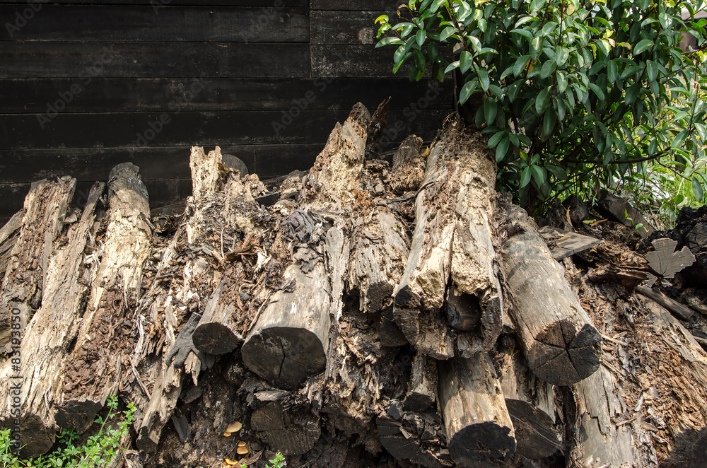 Rotten mangrove wood - Nature perfection, rotten wood broken into pieces Rotten mangrove wood - Nature perfection, rotten wood broken into pieces
