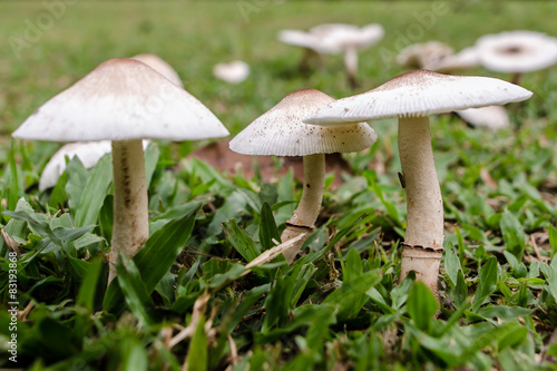 Wild Mushroom growing at backyard grass, Amanita Rubescens - Wild Mushroom With Shallow DOF