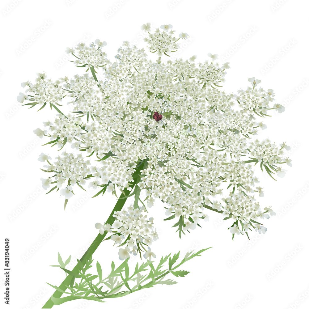Queen Anne's Lace or Wild carrot flower on white background Queen Anne's Lace or Wild carrot flower on white background