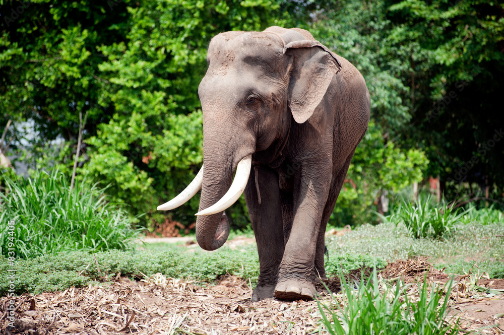 Asian Elephant in the lush green grass.