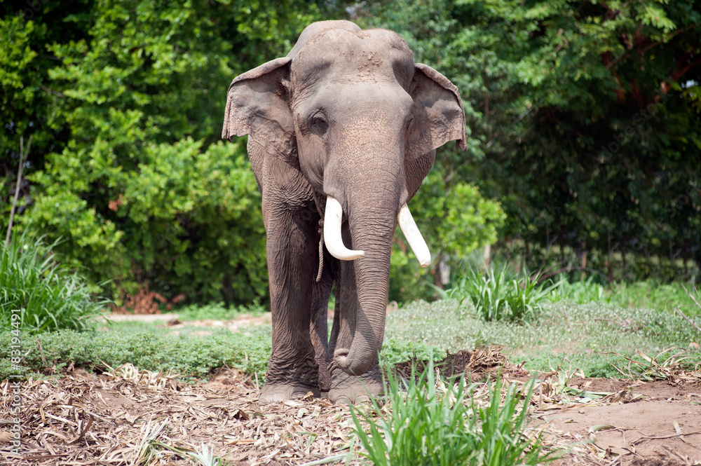 Asian Elephant in the lush green grass.