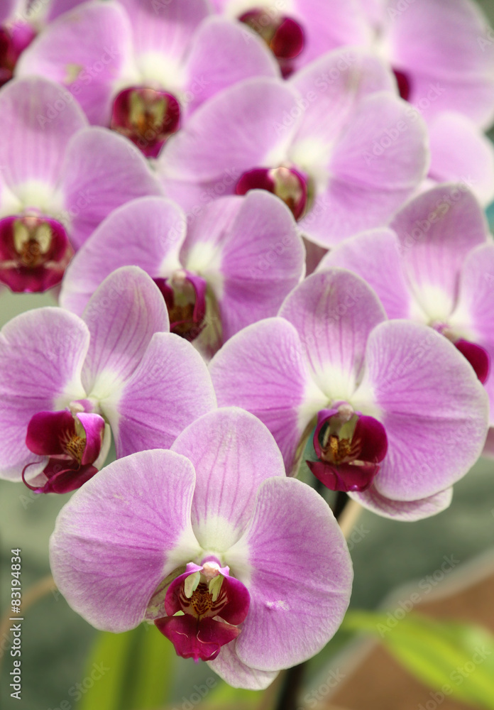 beautiful blooming orchid in spring beautiful blooming orchid in spring