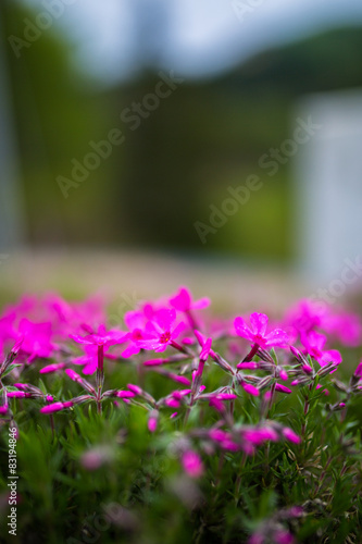 田舎の芝桜