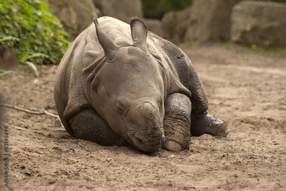 Obraz premium nosorożec