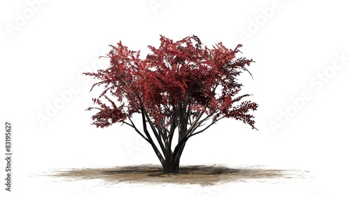 Crape Myrtle fall - tree on white background  photo