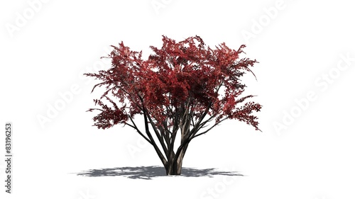 Crape Myrtle fall - tree on white background 