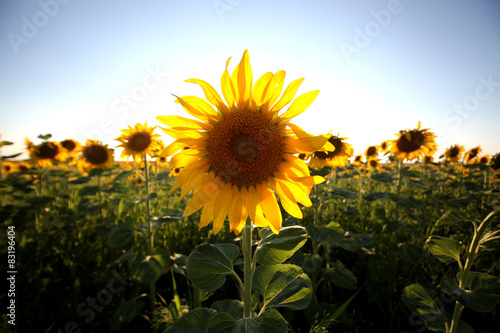 A single back lit sunflower in a field