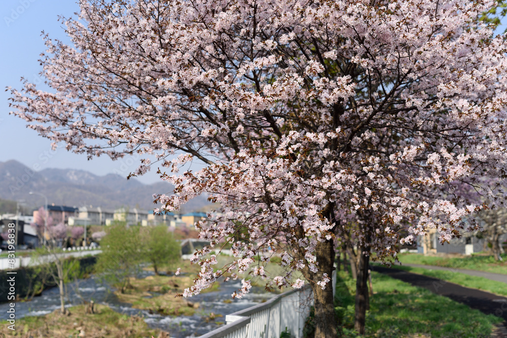 桜