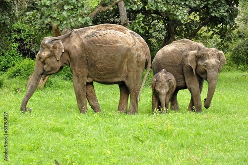 Elephant in safari of India