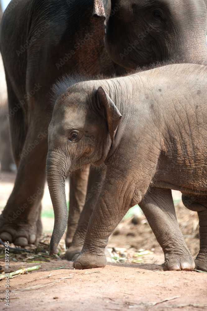 Fototapeta premium Relationship Thai Elephant calf and mom.