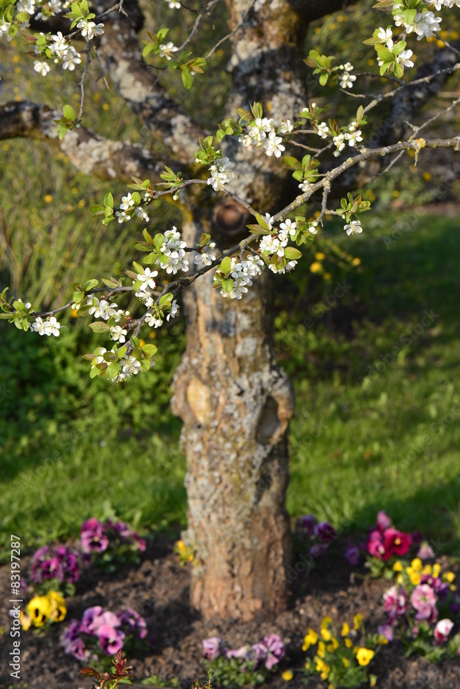Blüte am Zwetschgenbaum Blüte am Zwetschgenbaum