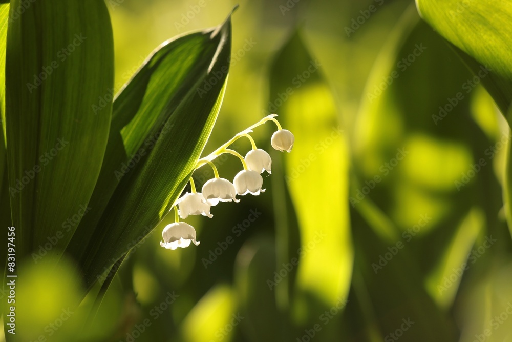 Obraz premium Lily of the valley at dawn