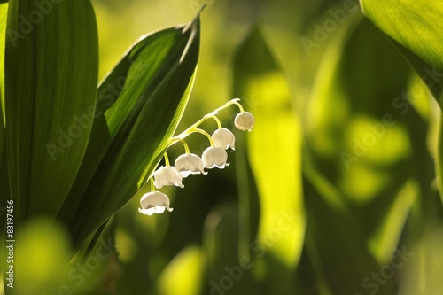 Fototapeta Naklejka Na Ścianę i Meble -  Lily of the valley at dawn