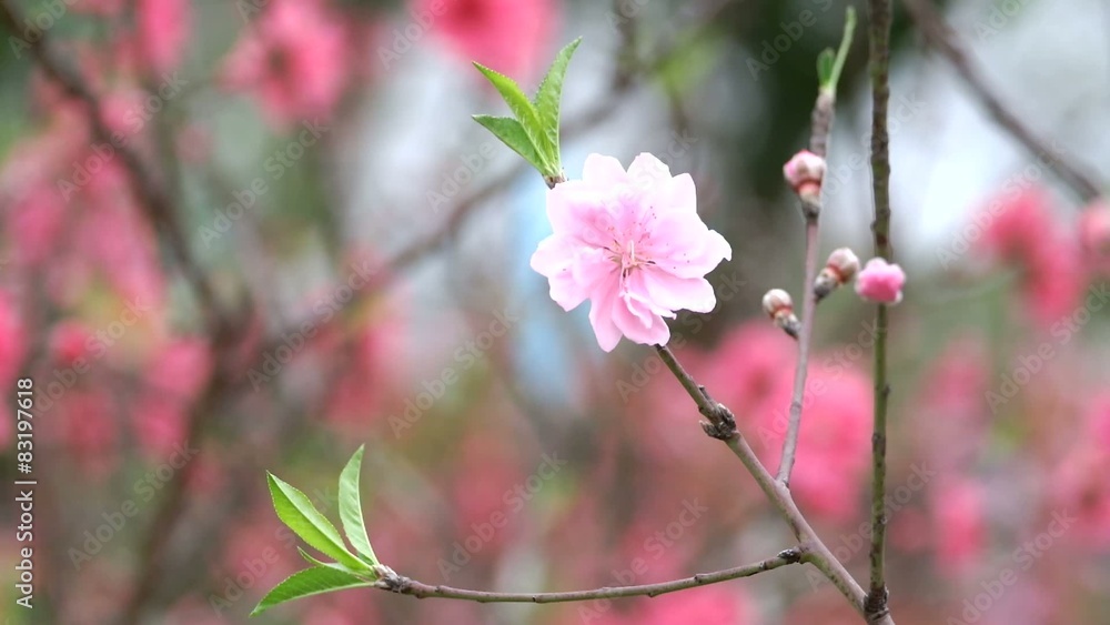 Peach flowers, spring cherry blossom Peach flowers, spring cherry blossom