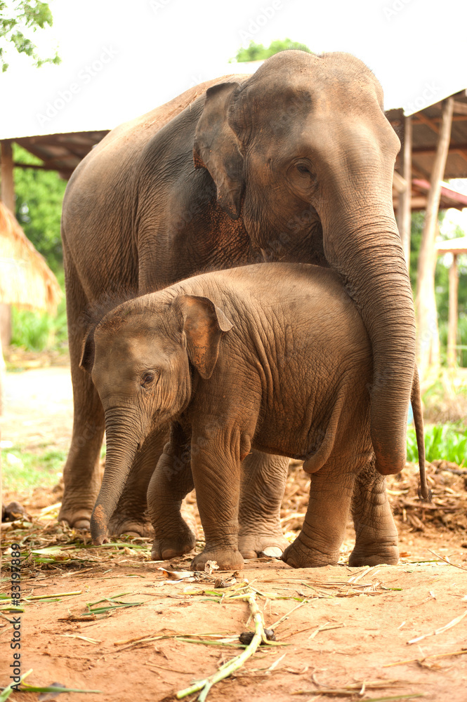 Fototapeta premium Relationship Thai Elephant calf and mom.