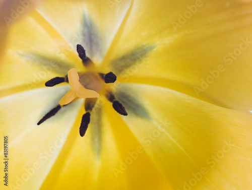 macro of yellow tulip flower photo