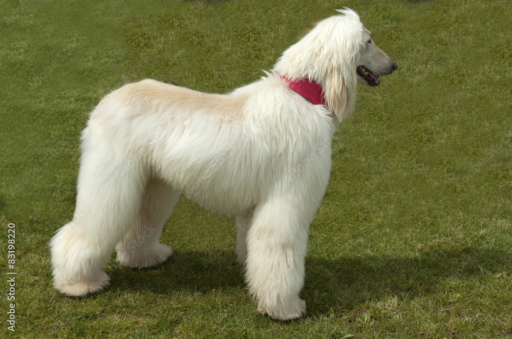Afghane; Afghanischer; Windhund; Hund; Afghane; Afghanischer; Windhund; Hund;