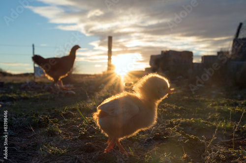 Fototapeta brooding hen and chicks in a farm