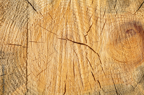 Sawn pine texture