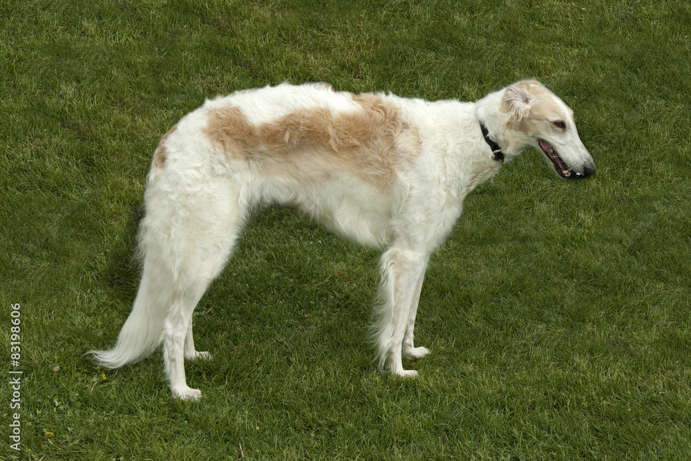 Barsoi, langhaarig, Barzaia, Russischer, Wolfshund,