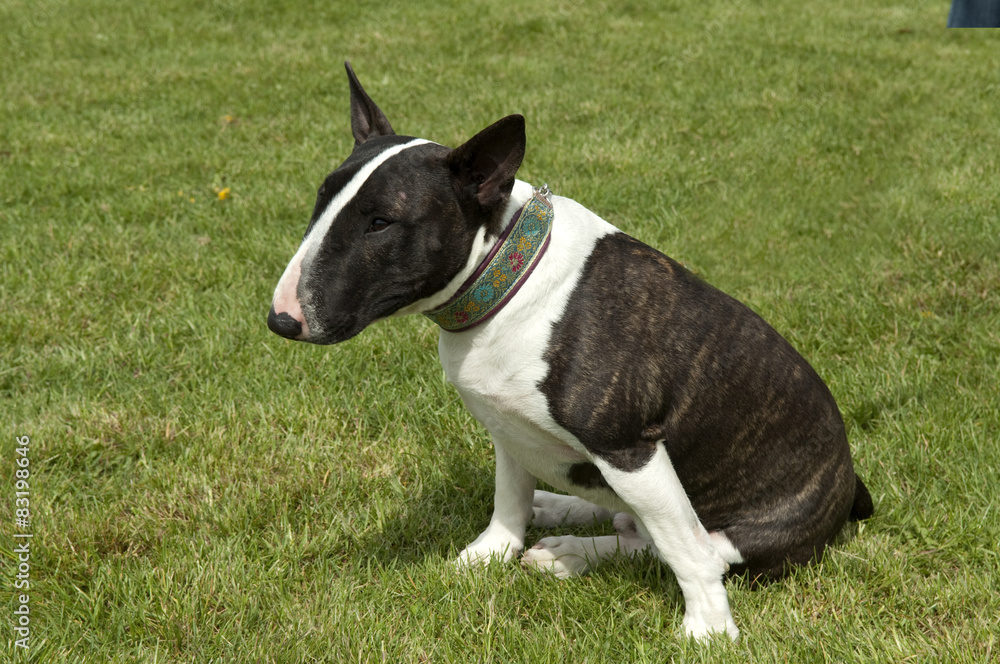 Bullterrier; Cane; Canidae;