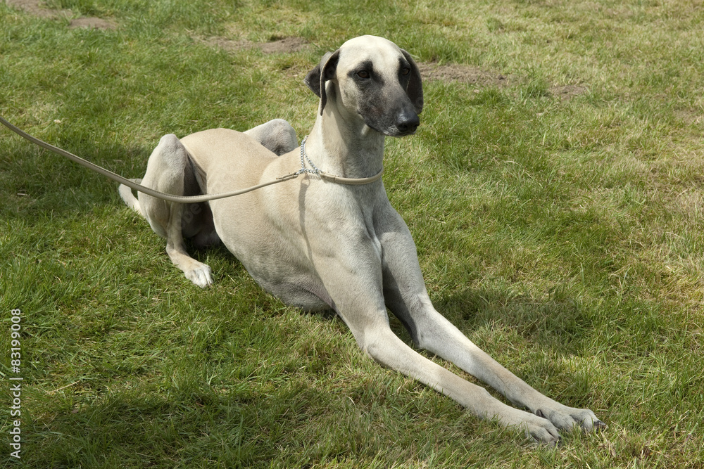 Kurzhaarsaluki, Saluki, Hunderasse, Windhund,