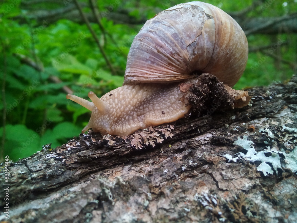 Snail