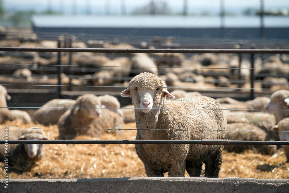 Naklejka premium Feedlot Lambs