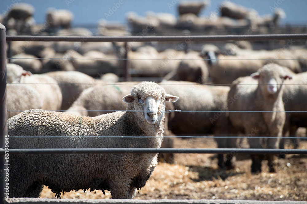 Obraz premium Feedlot Lambs