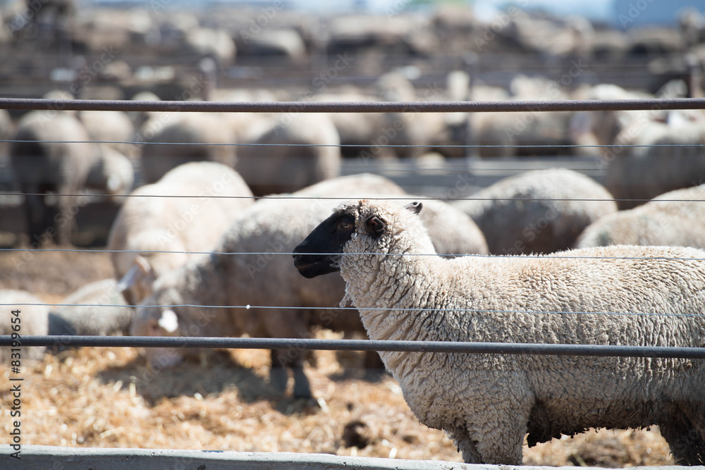 Fototapeta premium Feedlot Lambs