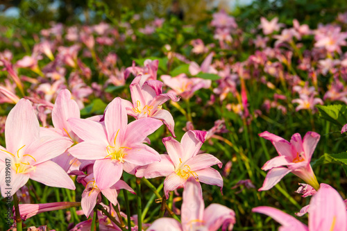 Fototapeta Naklejka Na Ścianę i Meble -  Rain Lily field - 3
