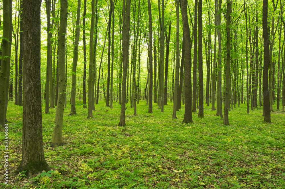 Naklejka premium zielony las