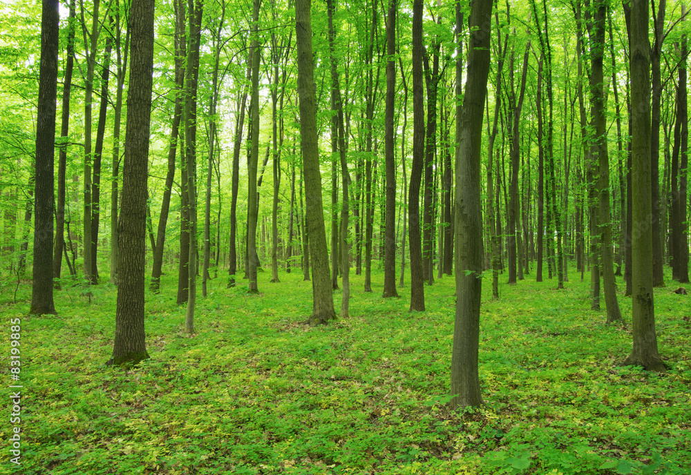 forest green forest green