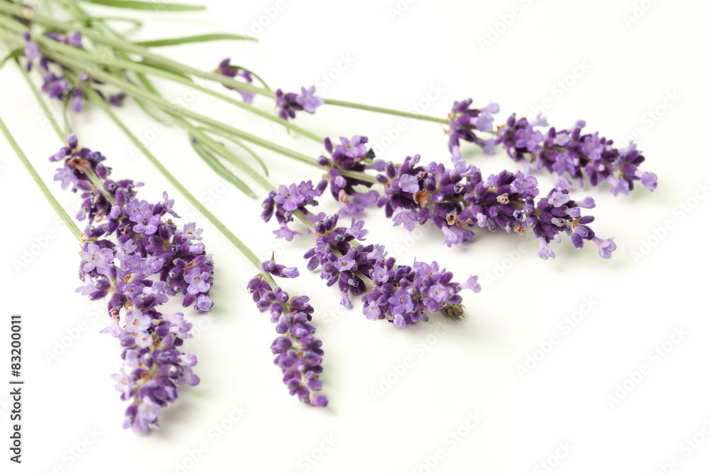 lavender flowers lying down on white background lavender flowers lying down on white background