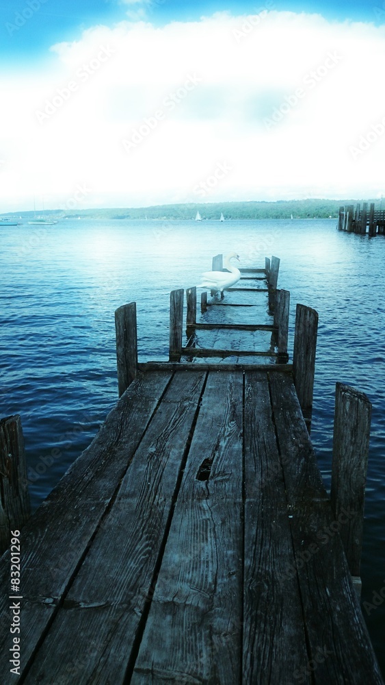 Fototapeta premium Schwan auf Steg Dreamscape