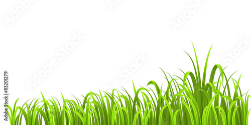 Grass growth isolated on white
